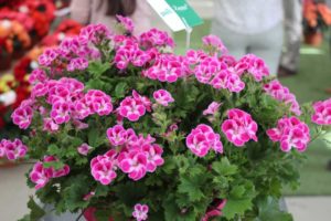 Geranium 'Pinkerbell' (Westhoff)