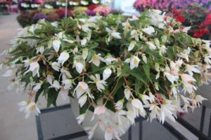 Begonia 'Shine Bright White' (Westhoff)