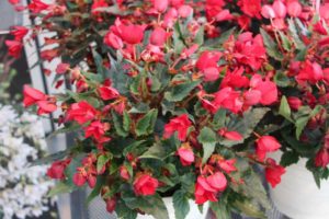 Begonia 'Shine Bright Amore Red' (Westhoff)