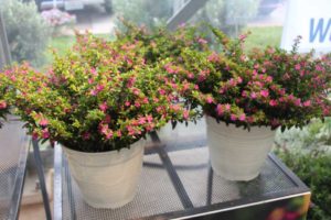 Cuphea 'FloriGlory Diana' (Westhoff)