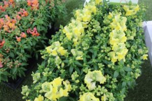 Antirrhinum 'Snaptini Yellow' (Syngenta Flowers)