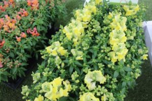 Antirrhinum 'Snaptini Yellow' (Syngenta Flowers)