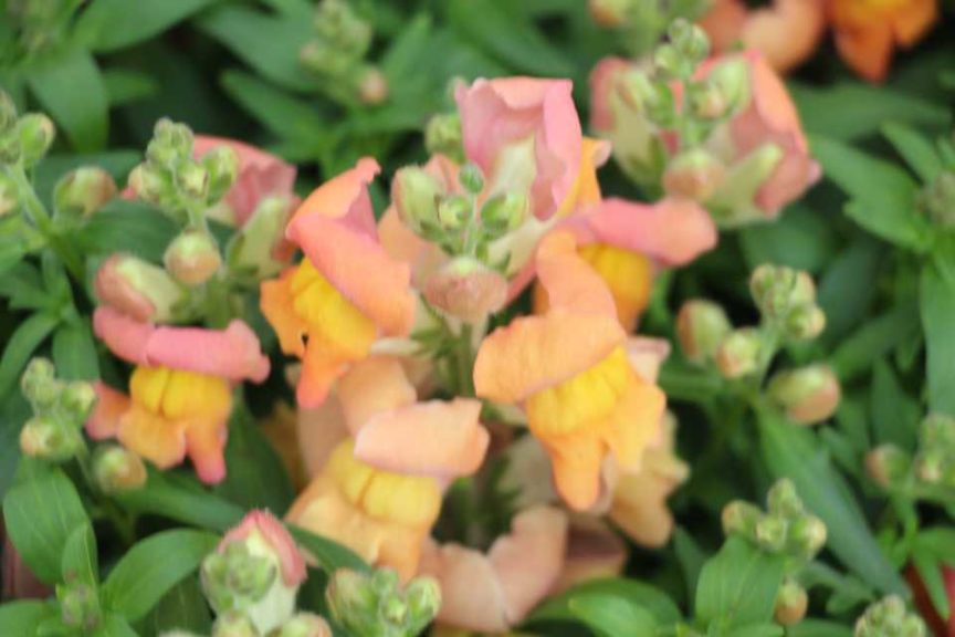 Antirrhinum 'Snaptini Coral' (Syngenta Flowers)