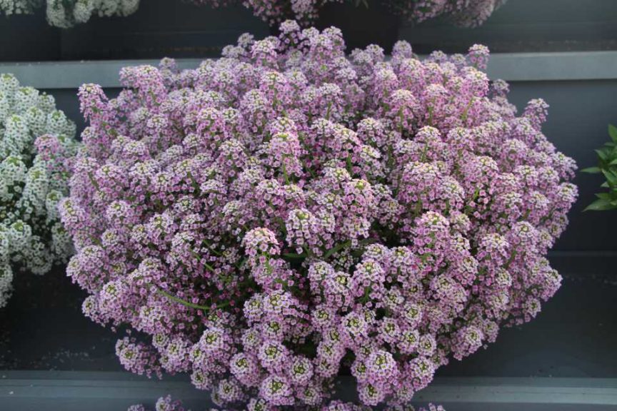 Lobularia 'Lilac Stream' (Danziger)