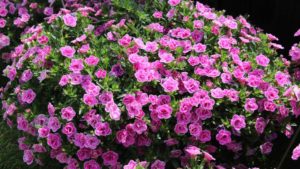 Boost Your Calibrachoa Production With These Expert Tips