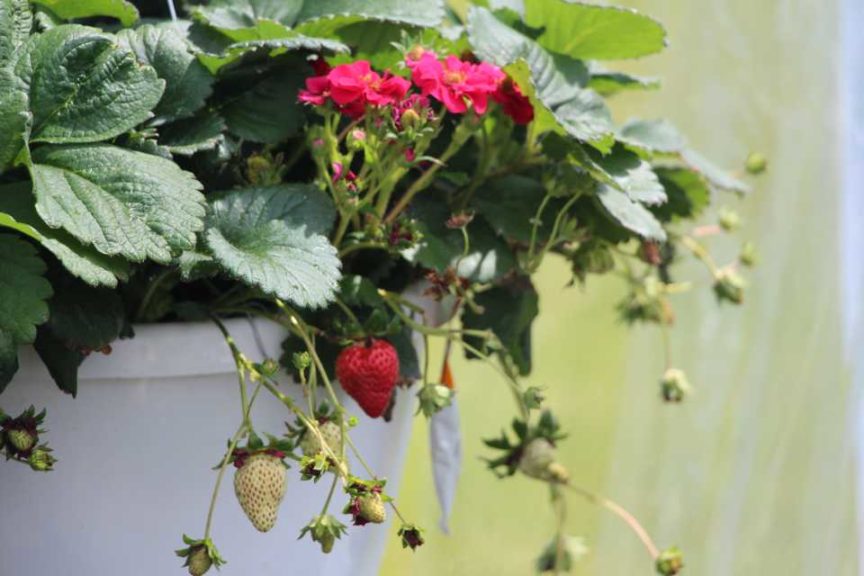 Berried Treasure Strawberry (Proven Winners)