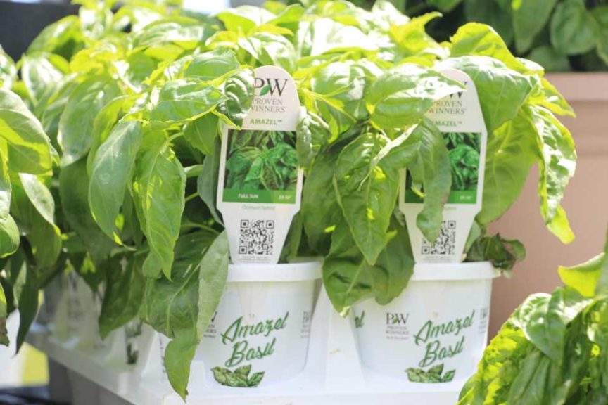 Amazel Basil (Proven Winners)