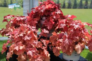 Heuchera hyb. 'Primo Peachberry Ice' (Proven Winners)