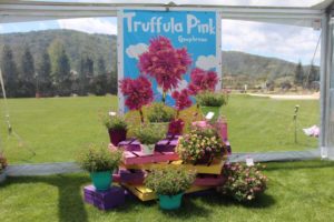 Gomphena 'Truffula Pink'