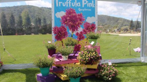 Proven Winners Reveals Marketing Efforts for 2018-2019 at CAST 2018