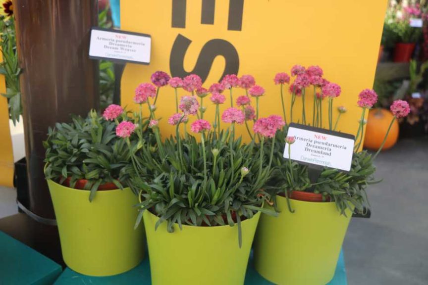 Armeria 'Dreameria Dream Weaver' (Darwin Perennials)