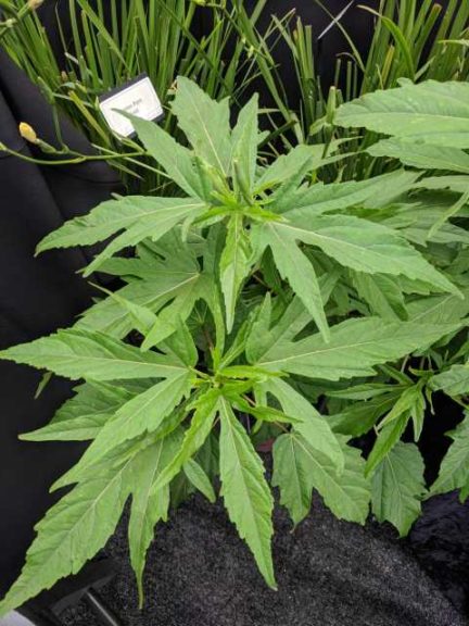 A Hardy Hibiscus from J. Berry Nursery