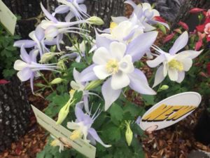 Kirigami Aquilegia Series (Syngenta Flowers)