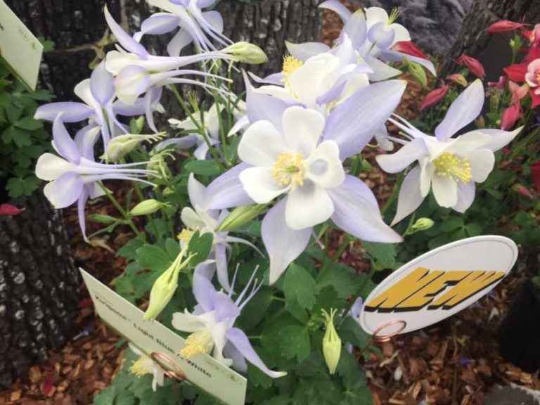 Kirigami Aquilegia Series (Syngenta Flowers)