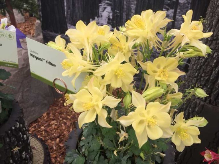 Kirigami Aquilegia Series (Syngenta Flowers)