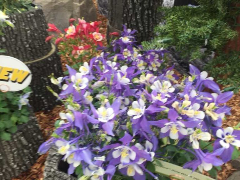 Kirigami Aquilegia Series (Syngenta Flowers)