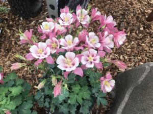 Kirigami 'Columbine' (Syngenta Flowers)