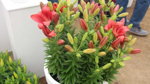 Get a Global Overview of the Ornamental Horticulture Market