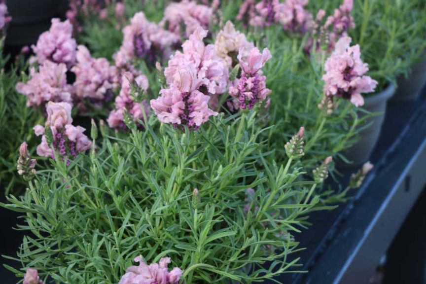 Lavandula 'Madrid Lavish Pink' (Green Fuse Botanicals)