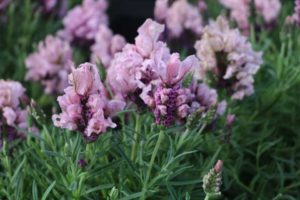 Lavandula 'Madrid Lavish Pink' (Green Fuse Botanicals)