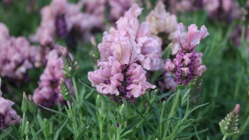 Allan Armitage’s Spring Trials Favorites From Green Fuse Botanicals, GroLink, and Windmill Nursery