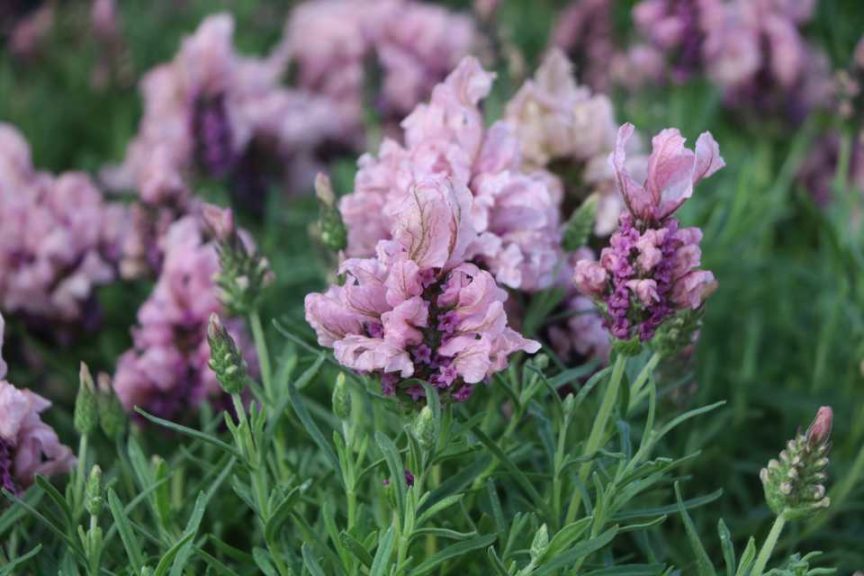 Lavandula ‘Madrid Lavish Pink’  (Green Fuse Botanicals)