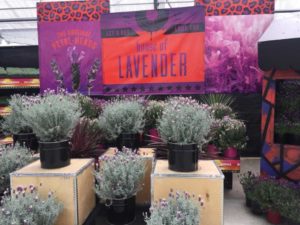 Lavender Display at PP&L
