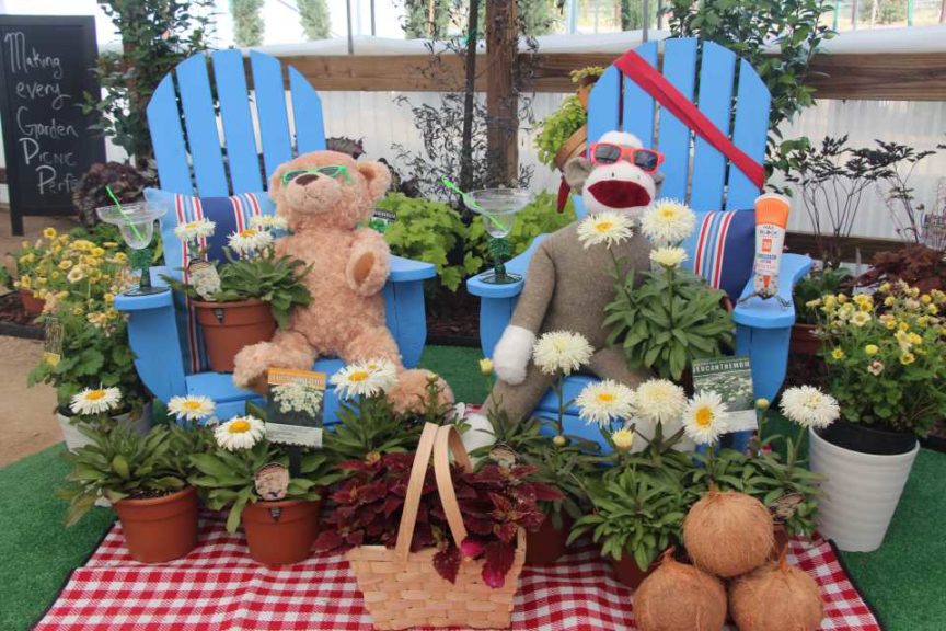 Leucanthemum 'Adorable' and 'Coconut' (Terra Nova Nurseries)