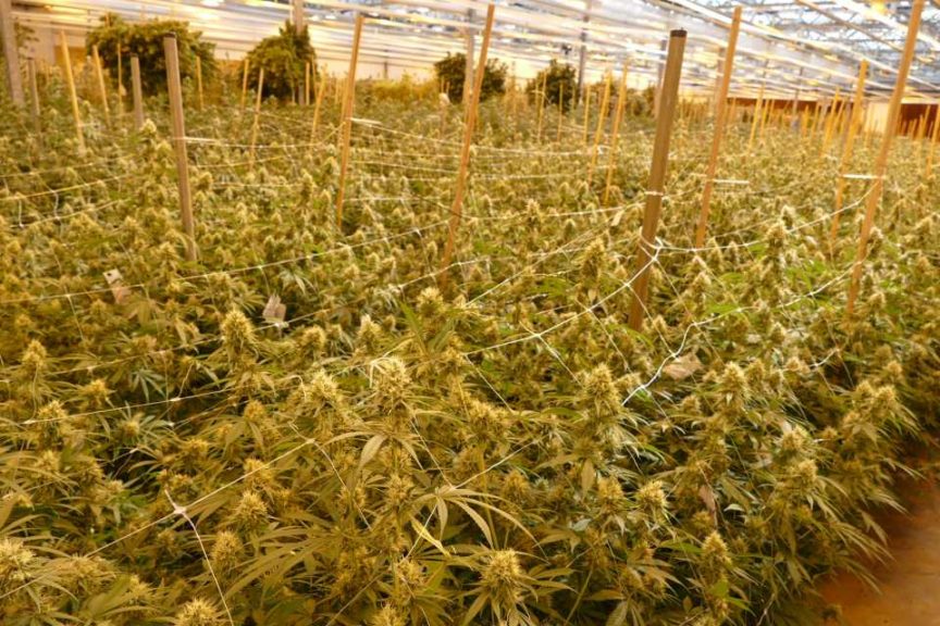 ForwardGro Supplemental Lighting