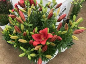 Lily 'Look LA Hybrids' (2 Plant)