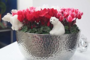 Smartiz Select Cyclamen (Ch.Morel)