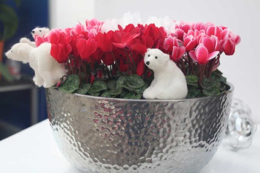 Smartiz Select Cyclamen (Ch.Morel)