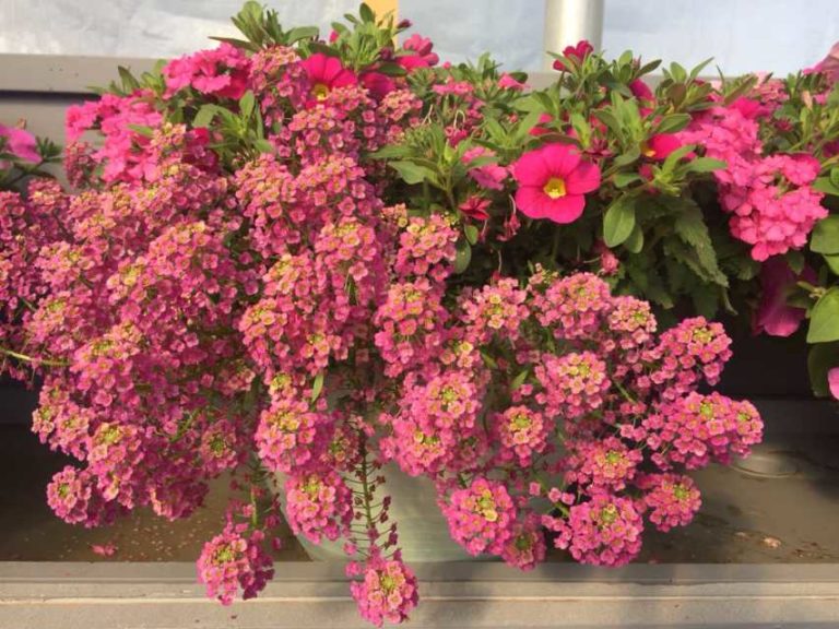 Experimental Mixis 681 (Danziger)