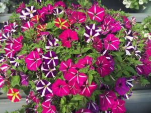 Experimental Mixis 743 (Danziger)