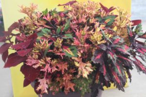 Mixmasters Peppery Perfection(Ball FloraPlant)