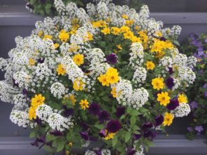 Morning Dew Mixis (Danziger)