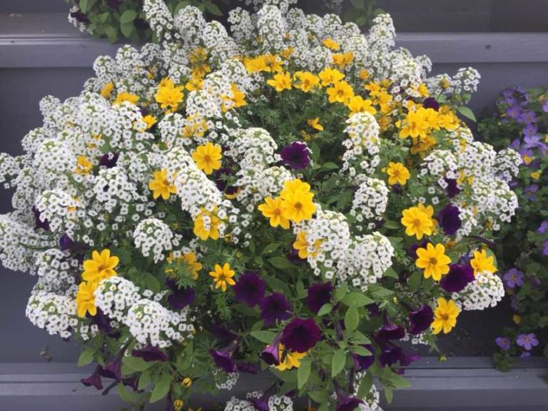 Morning Dew Mixis (Danziger)