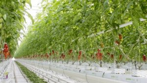 Mucci Farms Completes First Phase of its New Ohio Tomato Greenhouse