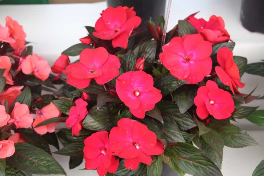 New Guinea Impatiens 'Magenta Eye' (Kientzler)