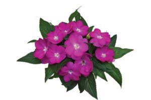 New Guinea Impatiens 'Paradise Select Dark Moyo' (Kientzler)