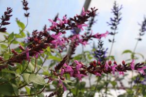 New Salvias (Hilverdakooij)