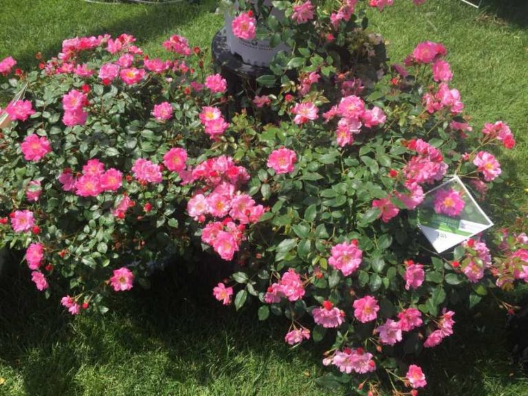 Rosa 'OSO Easy Double Pink' (Proven Winners)