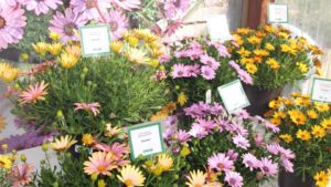 Kientzler North America Will Be in a New Location at California Spring Trials 2022