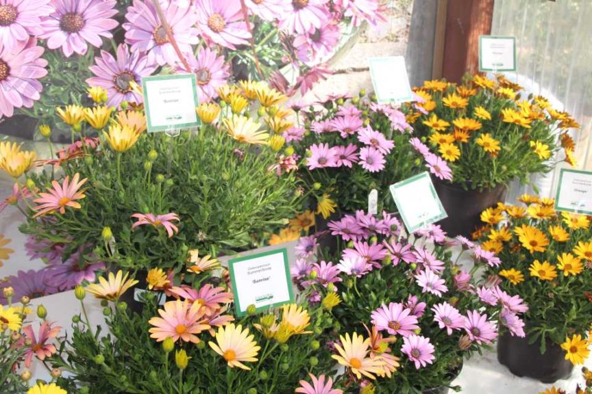 Osteospermum Summer Smile Series (Kientzler)