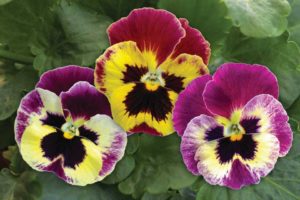 Pansy 'Cello Raspberry Surprise' (Hem-Genetics)