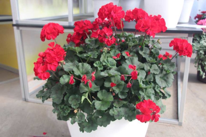 Pelargonium 'Super Moon Red' (Selecta)