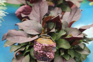 Penstemon 'Dakota Burgundy' (Terra Nova Nurseries)