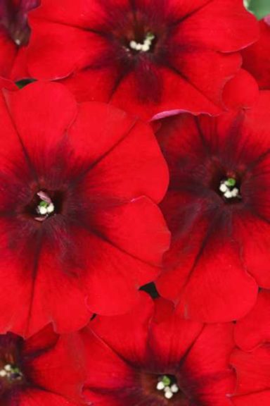 Petunia 'BigDeal Chocolate Cherries' (Westhoff)
