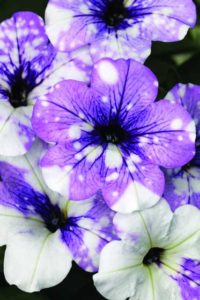 Petunia 'Constellation Pyxis' (Westhoff)