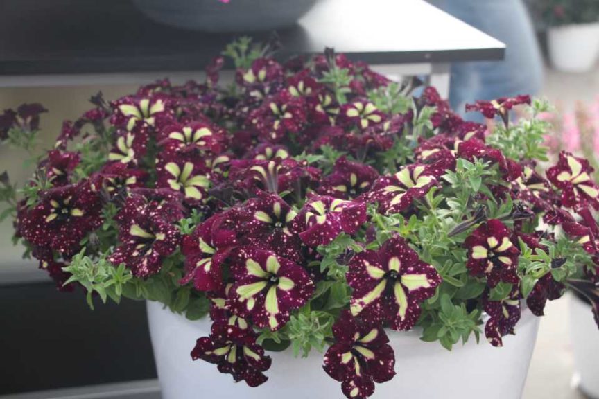 Petunia 'Headliner Starry Sky Burgundy' (Selecta)